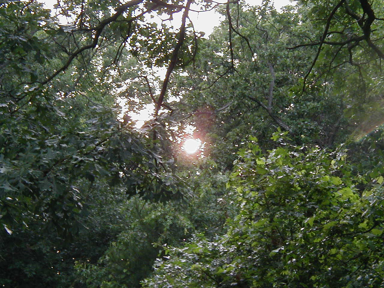 sunandtrees1.jpg